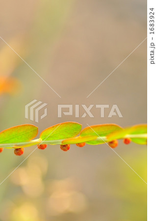 コミカンソウ コミカンソウ 1683924