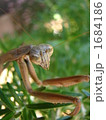 カマキリ 1684186