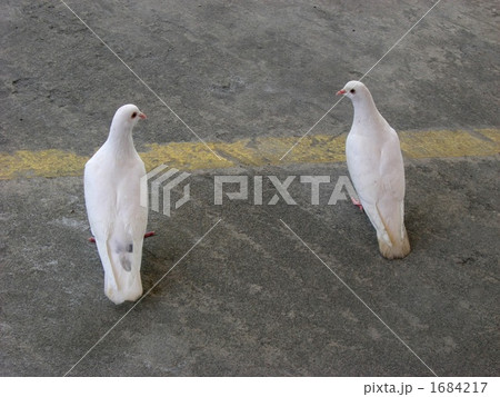 ハワイの白い鳩 1684217