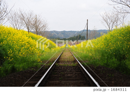 菜の花満開の線路 1684311