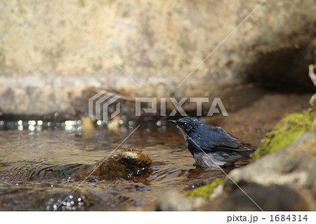 小瑠璃の水浴び 1684314