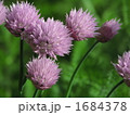 チャイブの花 1684378