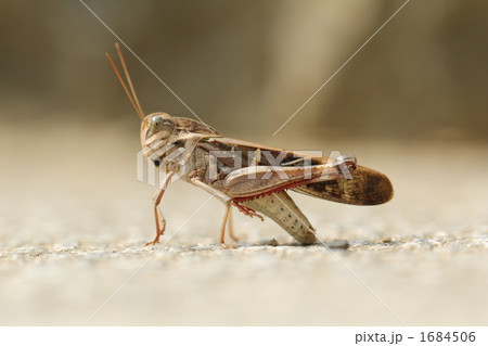 座っている茶イナゴ 座っている茶イナゴ 1684506