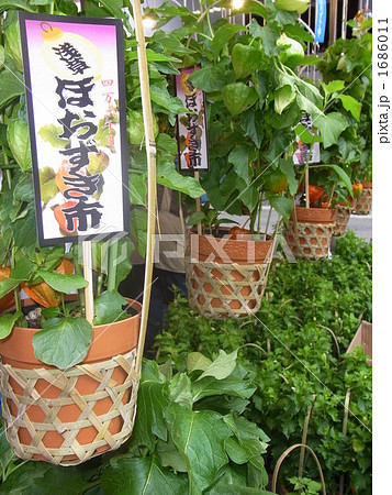 ホウズキ ホウズキ 1686011