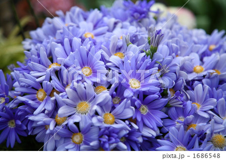 サイネリア 1686548