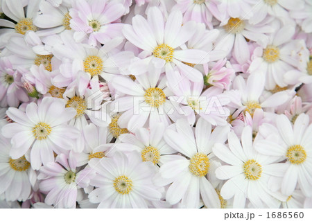 サイネリア 1686560