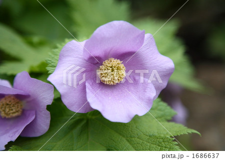 シラネアオイ シラネアオイ 1686637