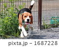 ドッグランでのビーグル 1687228