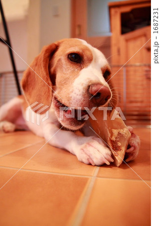 ひづめを齧るレモンカラーのビーグル 1687231