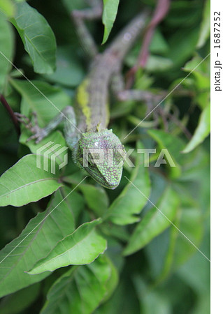 キノボリトカゲ キノボリトカゲ 1687252