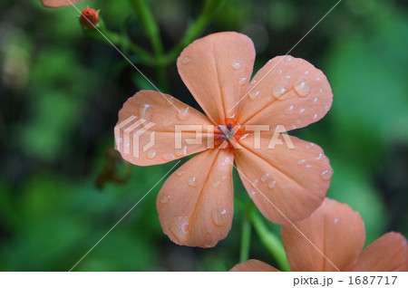 フジクロセンノウ３ 1687717