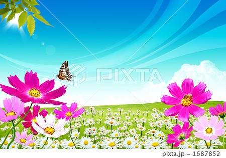 蝶 花畑 コスモスの写真素材
