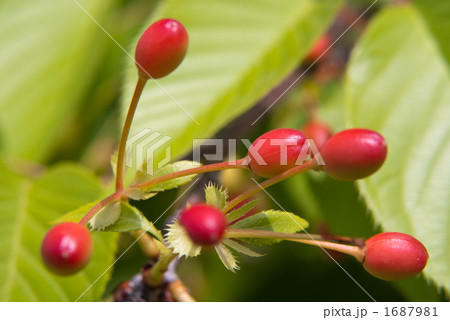 ソメイヨシノのサクランボの写真素材