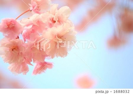 '10しだれ桜アップ⑧ '10しだれ桜アップ⑧ 1688032