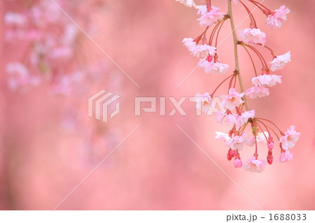 '10しだれ桜アップ④ 1688033