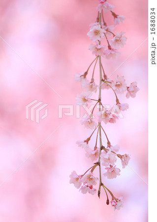 '10しだれ桜アップ⑤ '10しだれ桜アップ⑤ 1688034