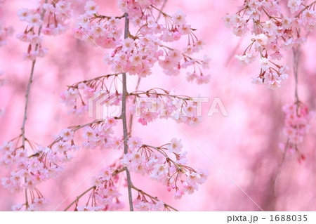 '10しだれ桜アップ⑥ 1688035
