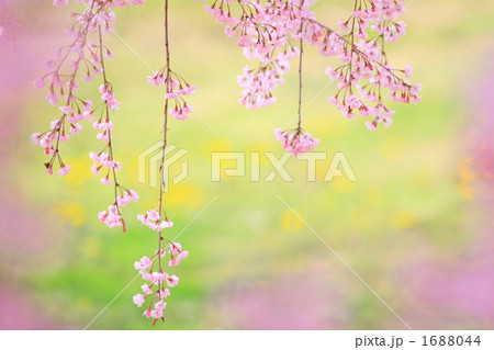 '10しだれ桜緑バック② 1688044