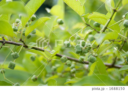 マユミの若い実 1688150