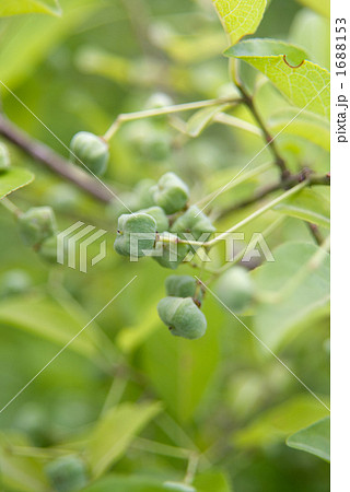 マユミの若い実 1688153