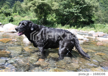 大好きな川遊び 1688306