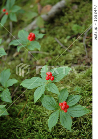 ゴゼンタチバナの実 1688447