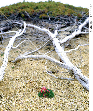 北アルプス・燕岳のコマクサ 1688832