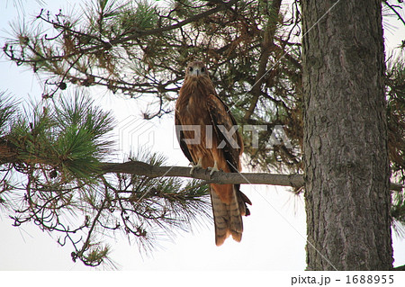 トンビの休息 1688955