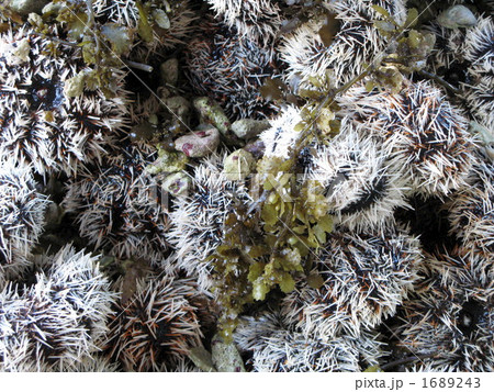 沖縄のシラヒゲウニ 1689243