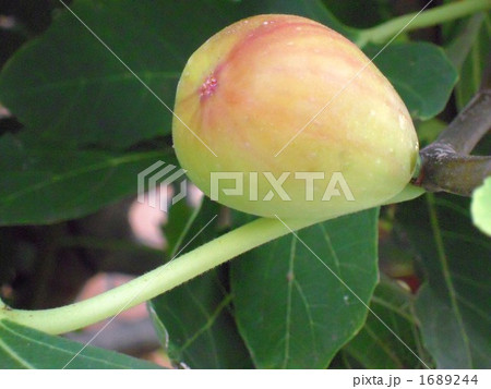 道路わきに実る無花果 1689244