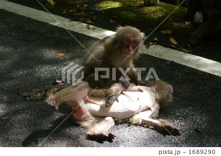 屋久島の屋久サル２匹 1689290