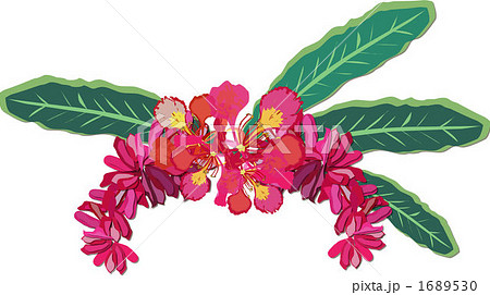 ハワイの花のイラスト素材