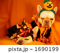 わんわんハロウィンパーティー01 1690199