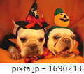 わんわんハロウィンパーティー03 1690213