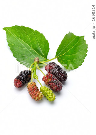 桑の実 桑の実 1690214