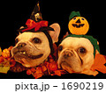 わんわんハロウィンパーティー04 1690219
