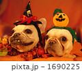 わんわんハロウィンパーティー05 1690225