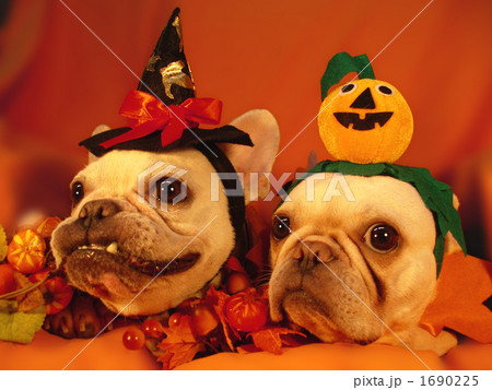 わんわんハロウィンパーティー05 1690225