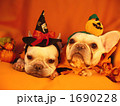 わんわんハロウィンパーティー06 1690228