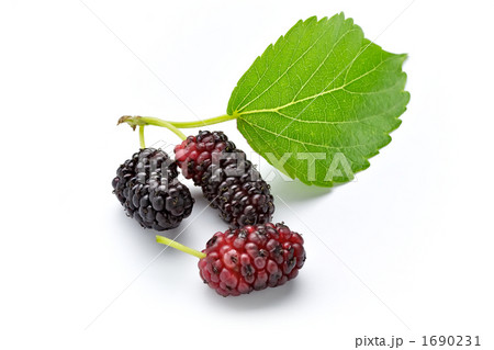 桑の実 桑の実 1690231