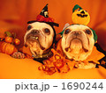 わんわんハロウィンパーティー08 1690244