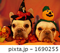 わんわんハロウィンパーティー09 1690255