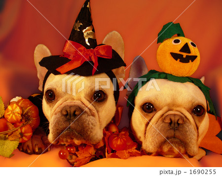 わんわんハロウィンパーティー09 1690255