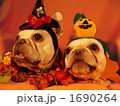 わんわんハロウィンパーティー10 1690264