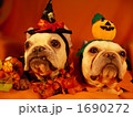 わんわんハロウィンパーティー11 1690272