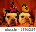 わんわんハロウィンパーティー14 1690285