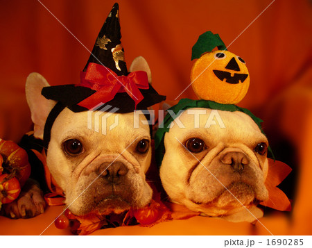 わんわんハロウィンパーティー14 1690285