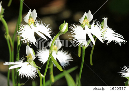 白鷺草　シラサギソウ 1690557