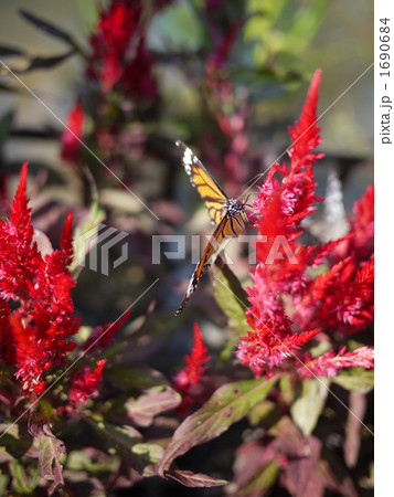 アゲハ アゲハ 1690684