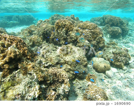 海中散歩 海中散歩 1690690